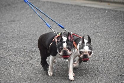 Dog Pulling on Leash