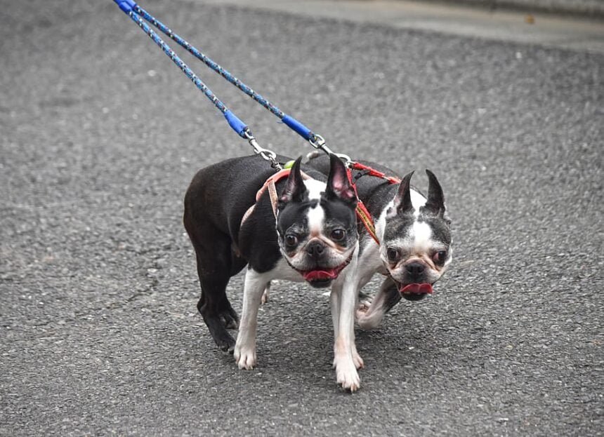 Dog Pulling on Leash