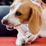 Dogs Like Chewing on Bones