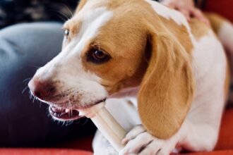 Dogs Like Chewing on Bones