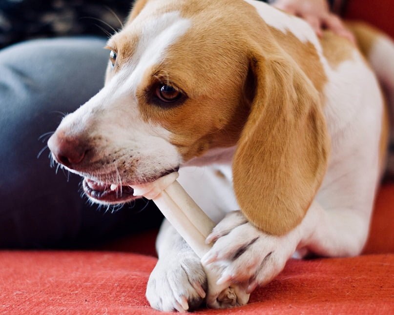 Dogs Like Chewing on Bones