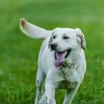 Essential Labrador Retriever Care Tips Every Owner Should Know