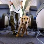 Air Travel with Large Dogs