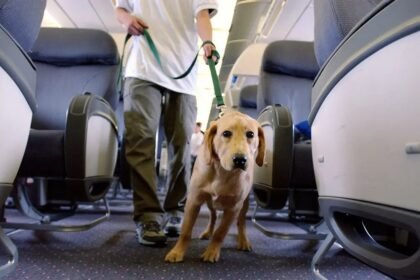 Air Travel with Large Dogs