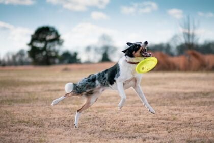 Frisbees for Dogs