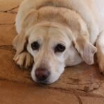 Golden Retrievers Pregnancy