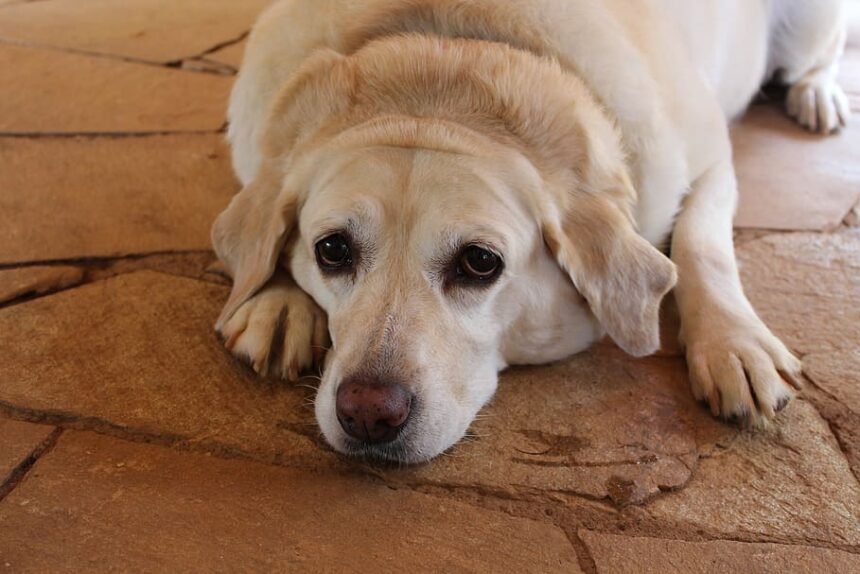 Golden Retrievers Pregnancy