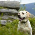 Grand Teton National Park Dog-Friendly