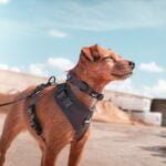 Halti harness for dogs