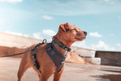 Halti harness for dogs