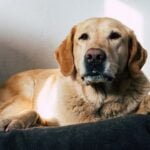 Health Issues in Labrador Retrievers