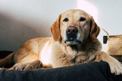 Health Issues in Labrador Retrievers