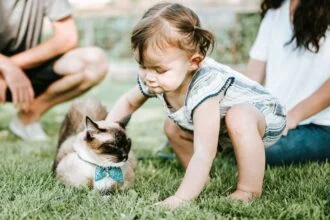 Helping Kids Interact with Cats Tips and Advice