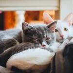 How to Identify Cat Breeds