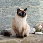 How to Train Your Cat to Sit on Command