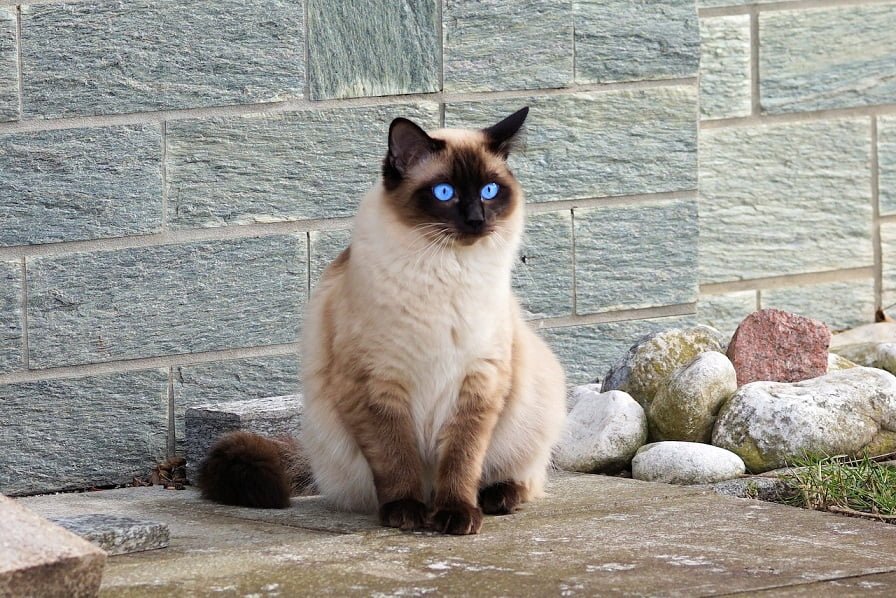 Sit, Stay, Purr: How to Train Your Cat to Sit on Command
