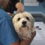 Importance of Pet Insurance