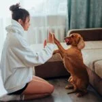 Keep Your Dog Busy Indoors