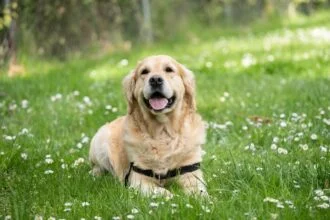 Labrador Retriever Exercise Keeping Your Dog Happy and Healthy