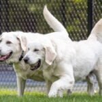 Labrador Retriever Nutrition