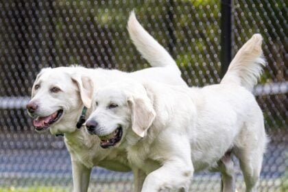 Labrador Retriever Nutrition