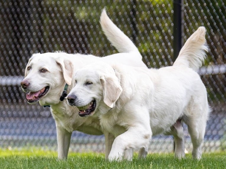 Labrador Retriever Nutrition