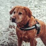 Labrador Retriever Training