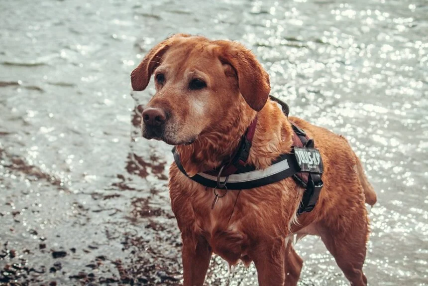Labrador Retriever Training