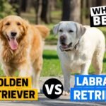 Labrador Retrievers vs. Golden Retrievers