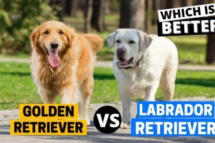 Labrador Retrievers vs. Golden Retrievers