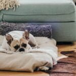 Leaving Your Dog Home Alone