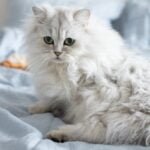 Persian Cat Care