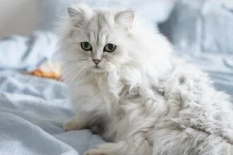 Persian Cat Care