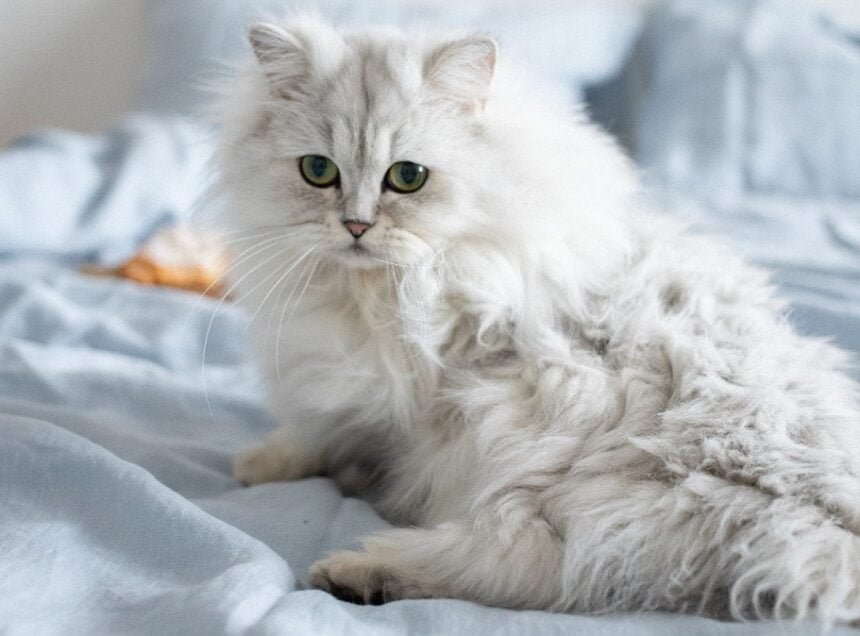 Persian Cat Care