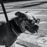Pit Bull Names
