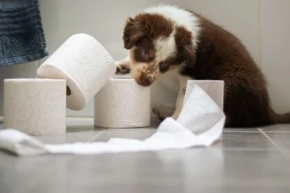 Puppy Bathroom Habits How Often Do Puppies Poop