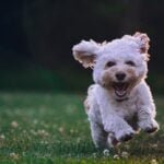 Puppy Playtime The Role of Play in a Young Dog's Development