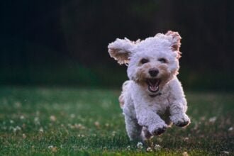 Puppy Playtime The Role of Play in a Young Dog's Development