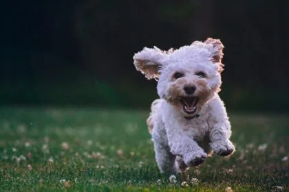 Puppy Playtime The Role of Play in a Young Dog's Development