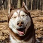 Red Siberian Husky