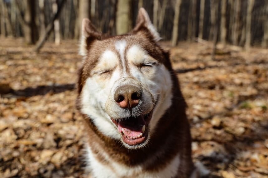 Red Siberian Husky