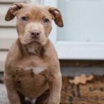 Relieving Puppy Constipation