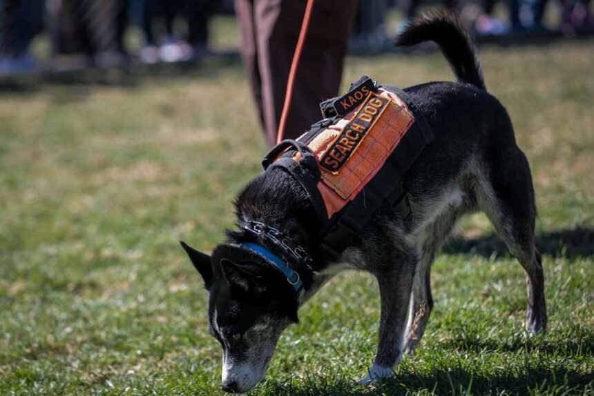 Sniffer Dogs