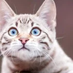 Snow Bengal Cat