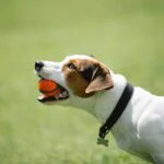 Teaching a Rescue Dog to Play with Toys