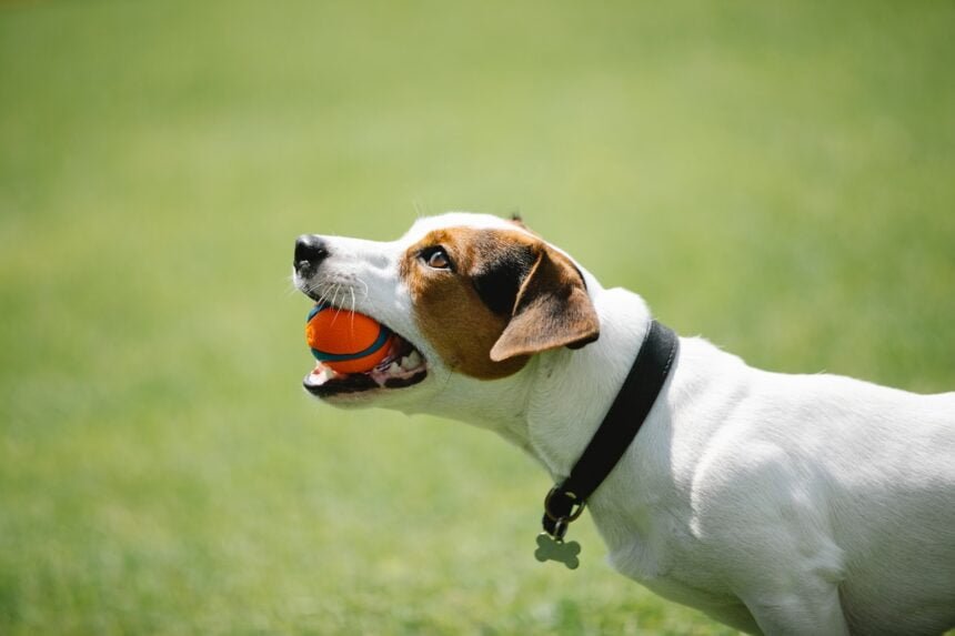 Teaching a Rescue Dog to Play with Toys