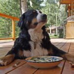Does Your Dog Eat Too Fast? Top 5 Slow Feeder Dog Bowl