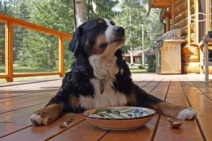 Does Your Dog Eat Too Fast? Top 5 Slow Feeder Dog Bowl