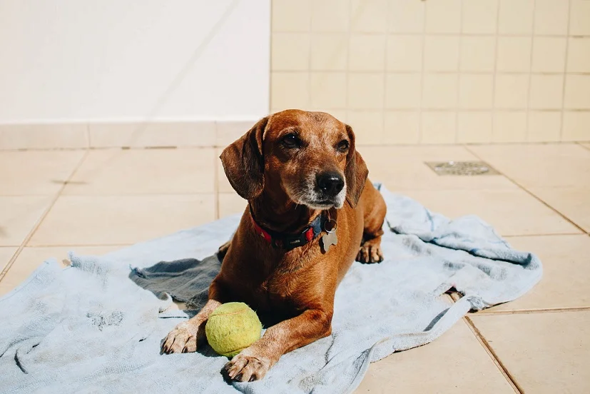Types of Play for Puppies