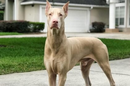 White Doberman